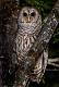 Kirms Photography Barred Owl-1